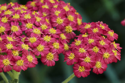 Achillea millefolium flower in the garden