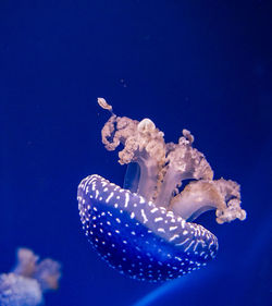 Jellyfish swimming in sea