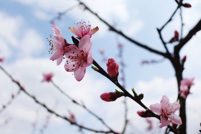 Close-up of pink flowers on branch