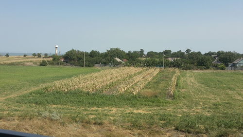 Scenic view of grassy field against sky