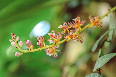 Close-up of flower buds on branch