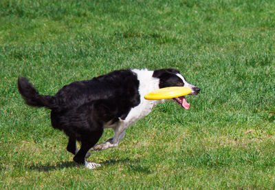 Dog catching plastic disc in mid-air on grassy field