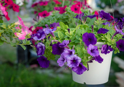 Close-up of purple flowering plants