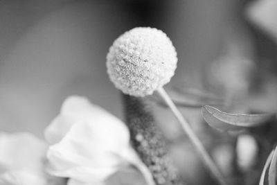 Close-up of white flowering plant
