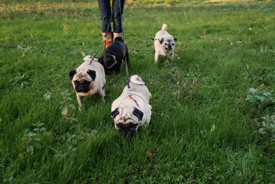 Dog walking. professional dog walker walking many pugs dogs in autumn sunset park. walking