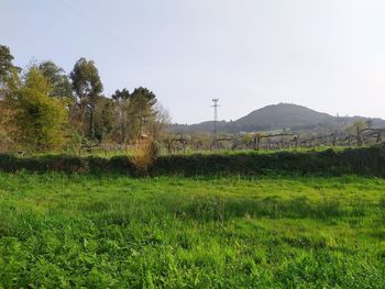 Scenic view of field against clear sky