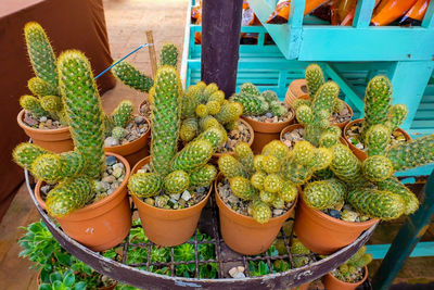 Full frame shot of potted plants