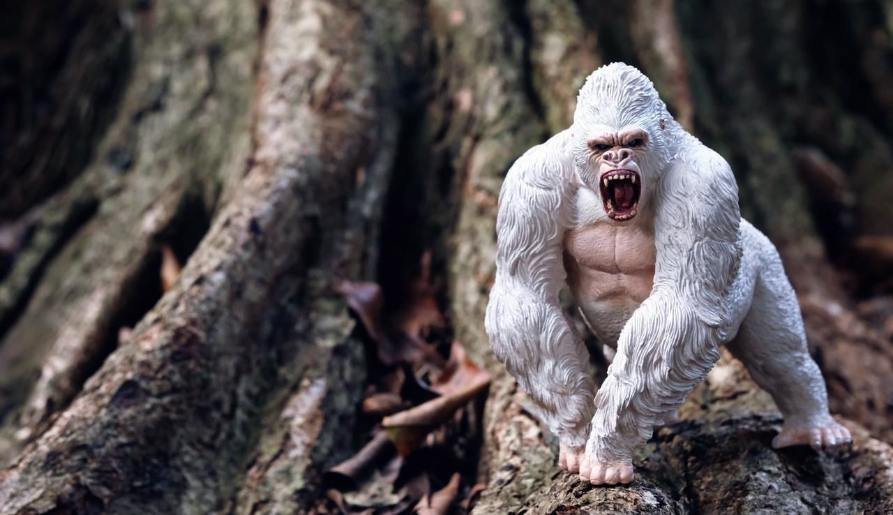 animal, animal themes, monkey, mammal, tree, wildlife, animal wildlife, primate, mouth open, macaque, nature, one animal, no people, old world monkey, anger, tree trunk, trunk, facial expression, plant, outdoors, shouting, focus on foreground, emotion, forest