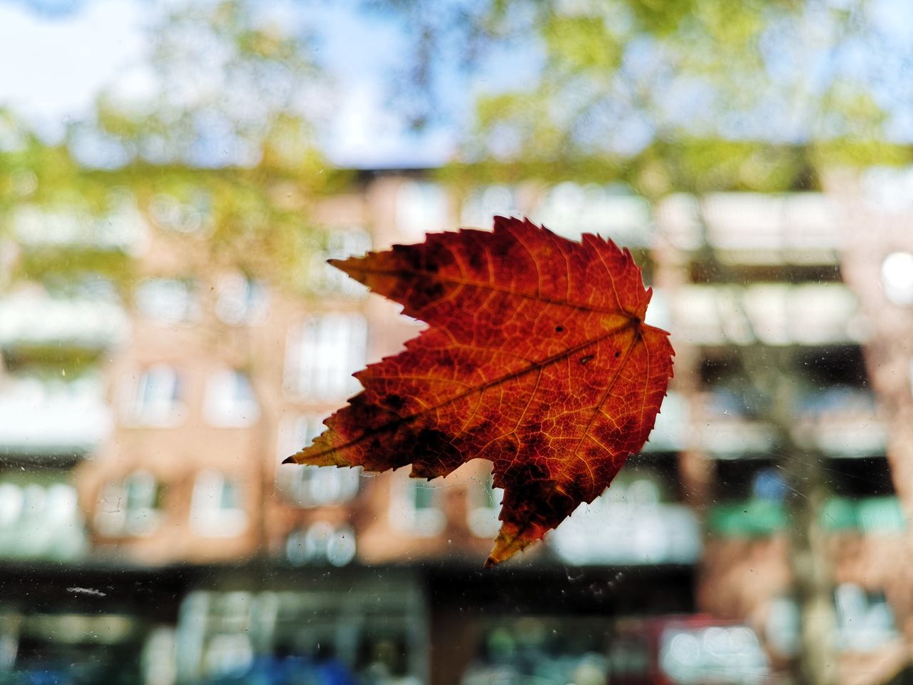 CLOSE-UP OF DRY MAPLE LEAF ON PLANT