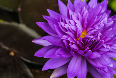 Close-up of purple flower