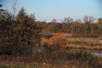 Plants and trees on landscape against clear sky