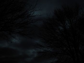 Low angle view of bare trees against sky at night