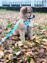 Dog standing on dry leaves on land