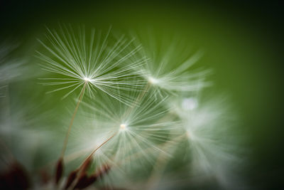 Close-up of dandelion on plant