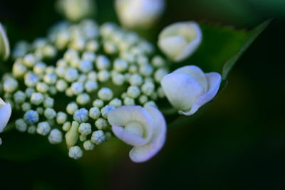 Close-up of purple flowers