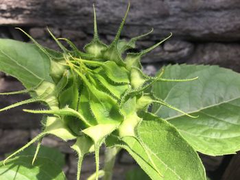 Close-up of insect on plant