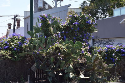 Purple flowers blooming in city