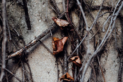 Close-up of dried creeper plants on wall