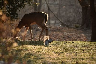 Close-up of deer on field