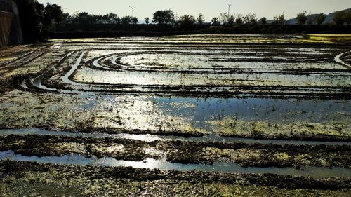 Scenic view of agricultural field