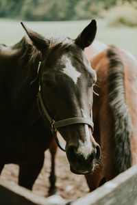 Close-up of horse in ranch