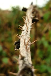 Close-up of insect on tree