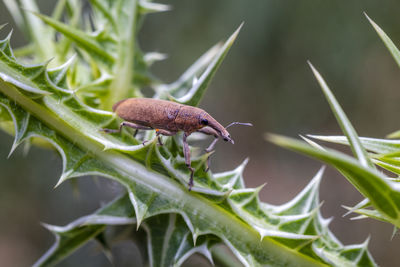 Close-up of insect on plant