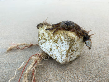 Close-up of crab on sand