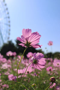 Close-up of pink cosmos flower against sky