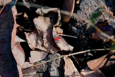 High angle view of dried leaves on field