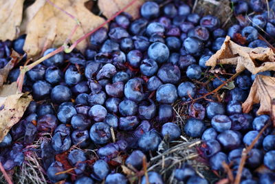 High angle view of grapes on leaves