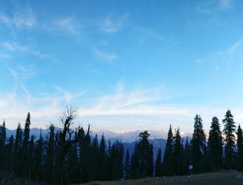 Trees in forest against blue sky