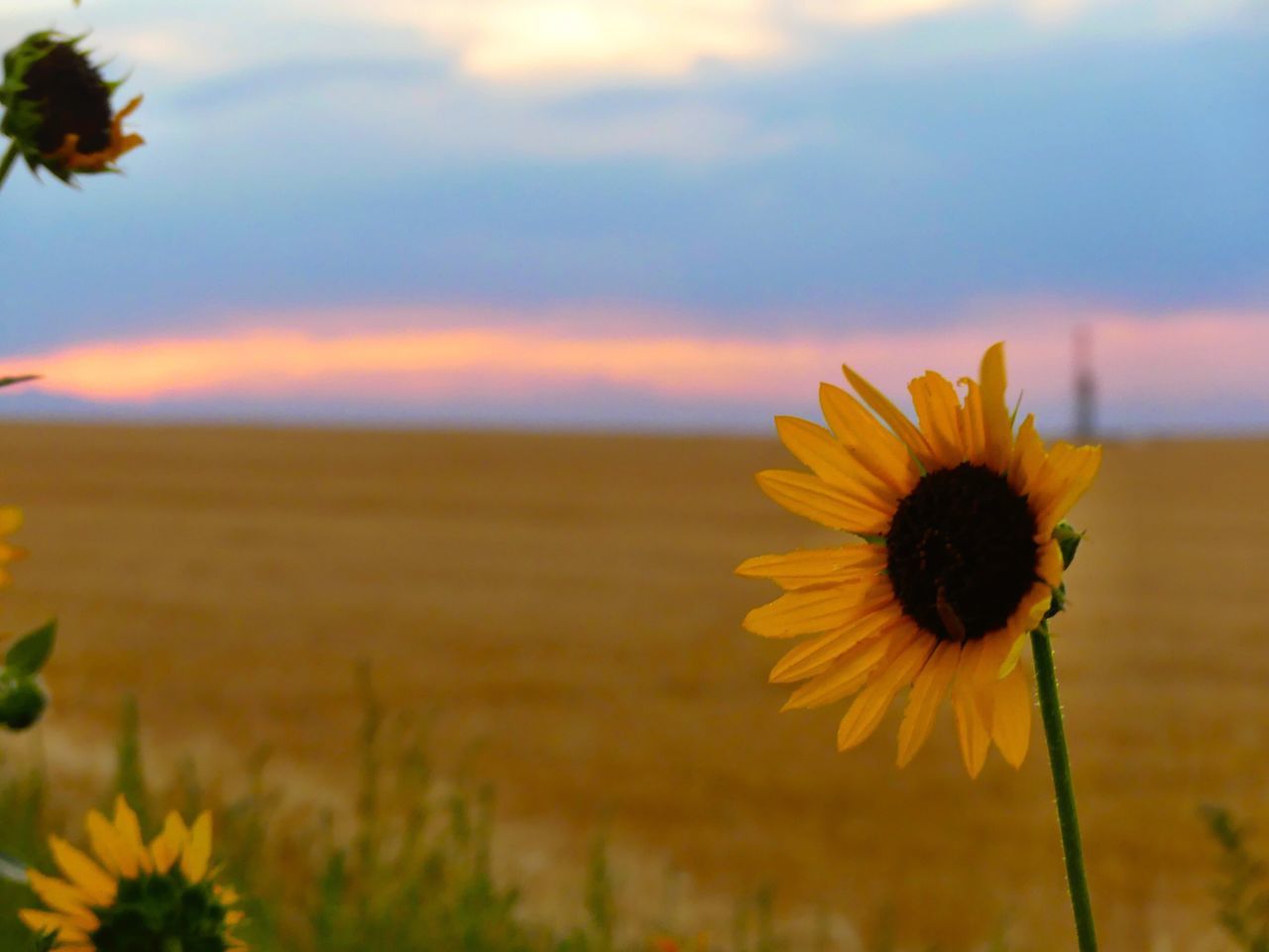 freshness, flower, fragility, yellow, petal, beauty in nature, flower head, growth, nature, springtime, vibrant color, blossom, close-up, in bloom, sunflower, botany, sky, plant, field, tranquility, outdoors, cloud - sky, single flower, rural scene, no people, focus on foreground, scenics, softness, blooming, agriculture, back lit