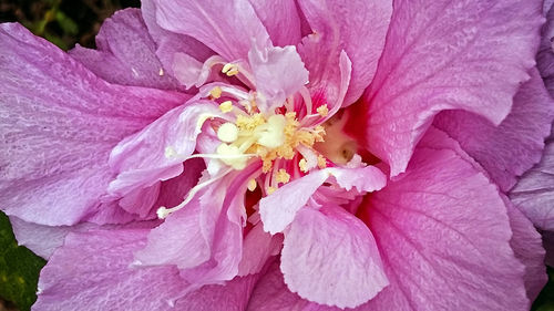 Close-up of pink flower blooming outdoors