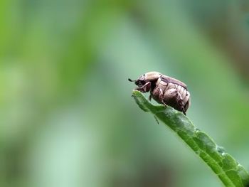 Close-up of insect on leaf