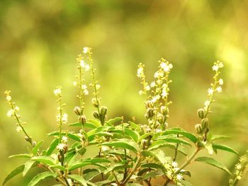 Close-up of flowering plant