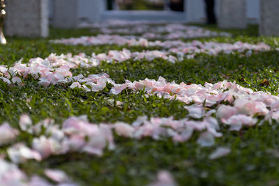 Close-up of white flowering plants on field