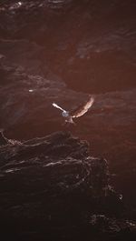 High angle view of bird flying over wood