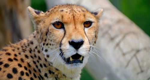 Close-up portrait of a cat in zoo