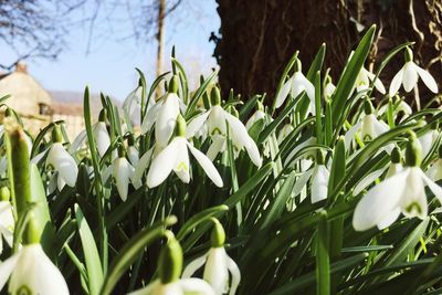 Close-up of white flowers