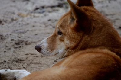 Close-up of a dog looking away