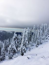 Trees on snow covered land against sky