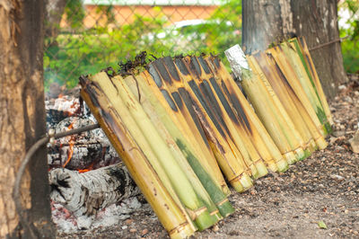 Lemang is a traditional rice cooked with bamboo