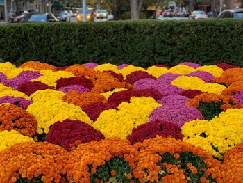Close-up of multi colored flowers
