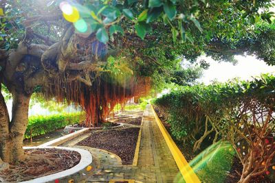 Trees in park