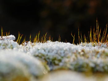 Close-up of frozen plants during winter