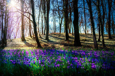 View of purple flowers growing in field