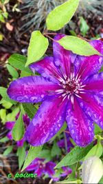 Close-up of purple flowers blooming outdoors