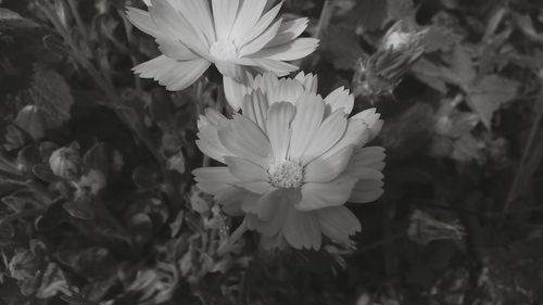 Close-up of white flowering plant