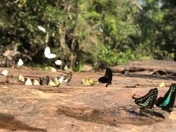 View of birds on land